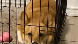 Corgi in a Bad Mood Disapproves of Her Cage