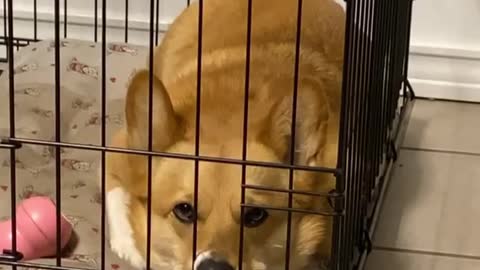 Corgi in a Bad Mood Disapproves of Her Cage