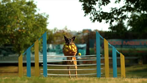 Dog taking leap of faith with a basket full of balls