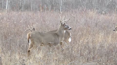 3 Whitetail Buck Deer Here At Venus Ranch.