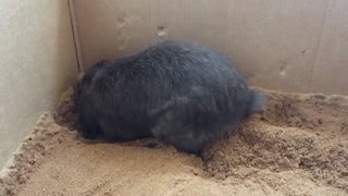 Rabbits Digging in Sandbox - Calming and cute at the same time