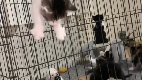 Prison Break Kitten Version | Adorable Pets