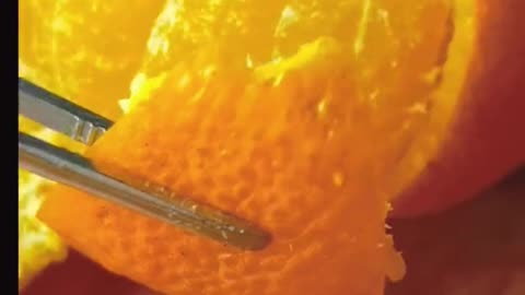 SATISFYING tangerine peeling