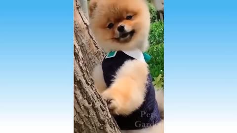 Adorable Pets And Funny Animals Compilation No: Fifty Nine