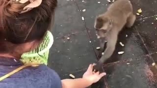 Monkey Slips and Falls Over After Taking a Treat