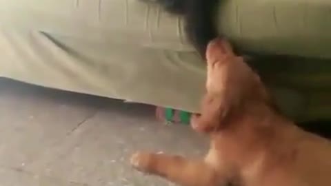 The dog uses the cat's tail as a toy dog and is continuously slapped by the cat