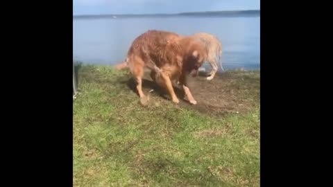 Dog finds rock at the bottom of the lake, instantly becomes his favorite toy #shorts