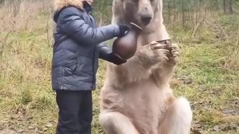 Bear eating tea with boy