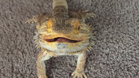 Bearded Dragon tries to wave to the camera