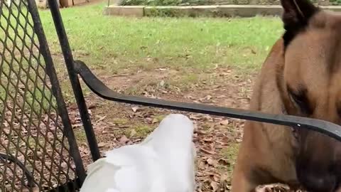 Belgian Malinois and cockatoo have stare off.