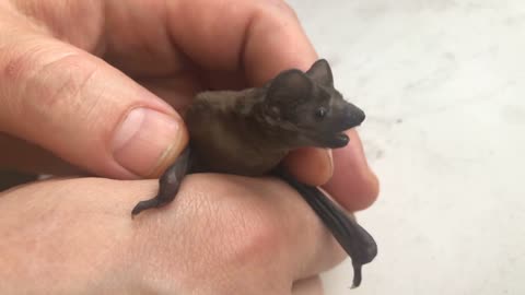 bat cubs in human hands