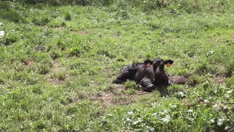 Baby cow calf tagged lying down on sunny day