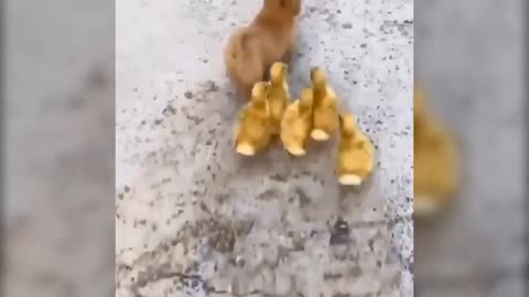 CUTE PUPPY PLAYING WITH DUCKLINGS 😍😍😍