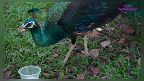 green peacock feeding#animals.