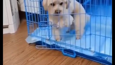 Cutest puppy is feeling hot