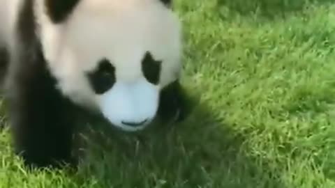 AWW Animals SOO Cute! Cute Panda #88