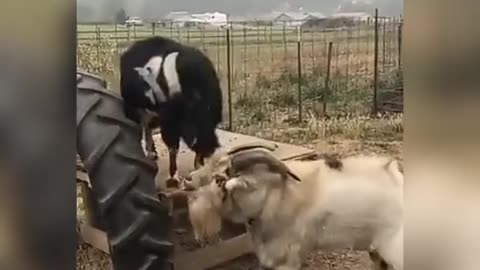 goat fight