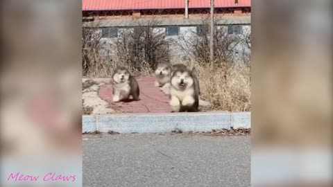 Baby Alaskan Malamute Cutest and Funniest Moments New Compilation😍 Try Not to laugh..