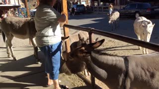 Donkey Town