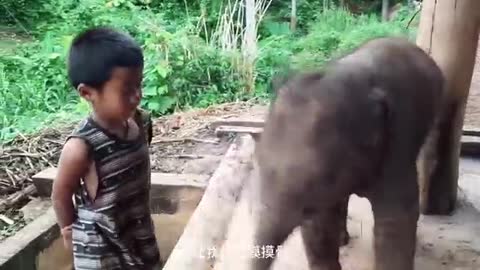 boy elephant