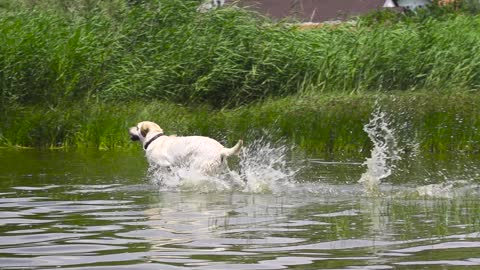 Dog Runs into the Water in Slow-Motion