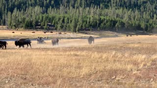 Motorcycle Riders Harass Bison