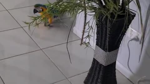 Parrot walking in the house on the tiles