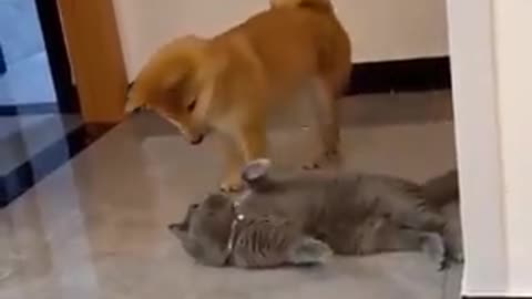 A dog put his ass on cat's face #14 😹😹 Funny Cat Videos