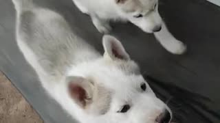 puppies love to run on the wheel