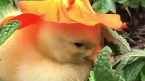 Adorable duckling nods of when a flower is put on her head