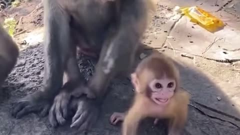 The baby monkey cried loudly. What did the mother monkey do to make the baby monkey