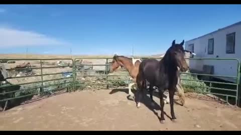 WY auction Mustangs