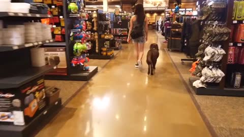 labrador dog training exclusive