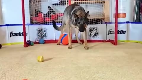 Dog Golie - This dog is a Football player| #Cutevideos