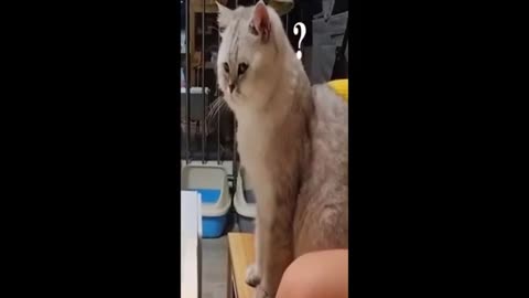 Funny animals - Funny cats _ dogs - Funny animal videos 2024 Part 17