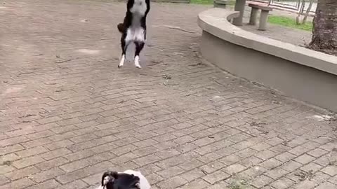 Amazing Dancing Dog