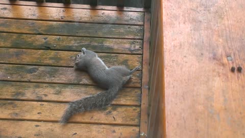 Drunk Squirrel trying to eat nuts