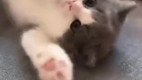 Hey mommy -- hey my baby-- so cute cat funny vide