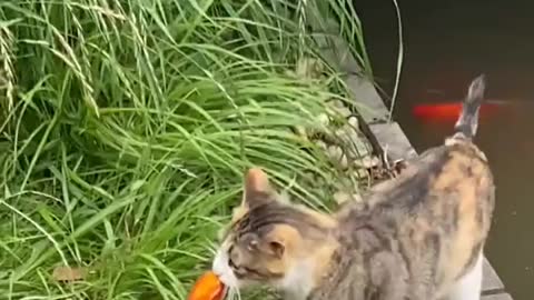 Cute smart cat catch fish to eat