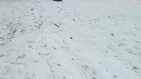 Smart dog snow boarding