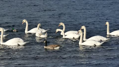 The beauty of white swans