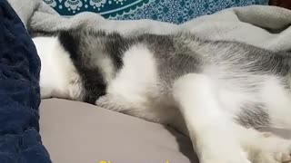 Cute Husky | When you wake up on the wrong side of the bed and everything annoys you