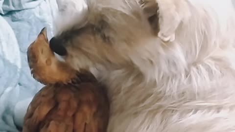 Dog (Luna) plays with chicken (Goldi)