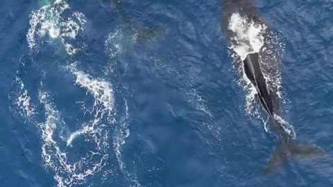 The humpback whale