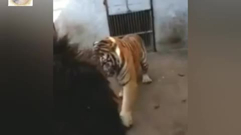 Tiger vs lion real fight caught on camera