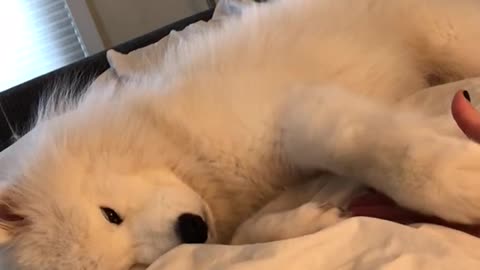 Attention-Seeker Husky Loves To Cuddle In Bed