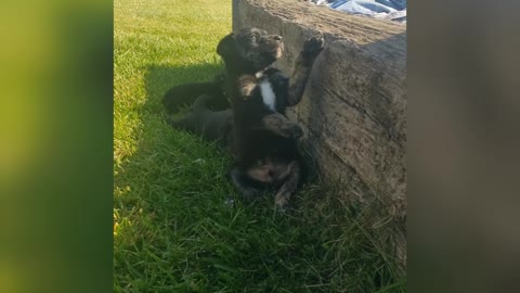 Lab/Boxer/Husky pups