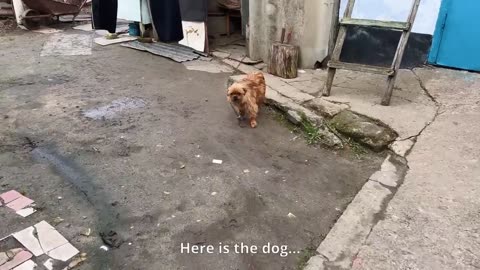 Mama Dog on Chain Begging us Not to Take her Tiny Puppy Away from her