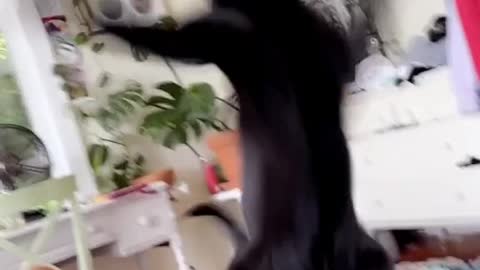 Cat catches a pointer