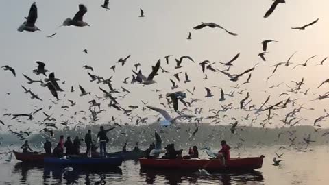 Incredible wave of seagulls